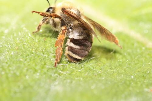 Eucera nigrescens